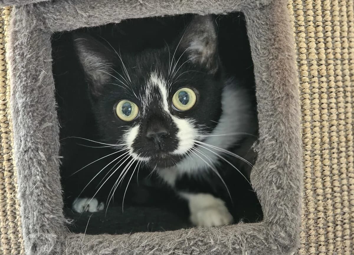 Konny, female European Shorthair for adoption at Tierheim Wesel, Wesel