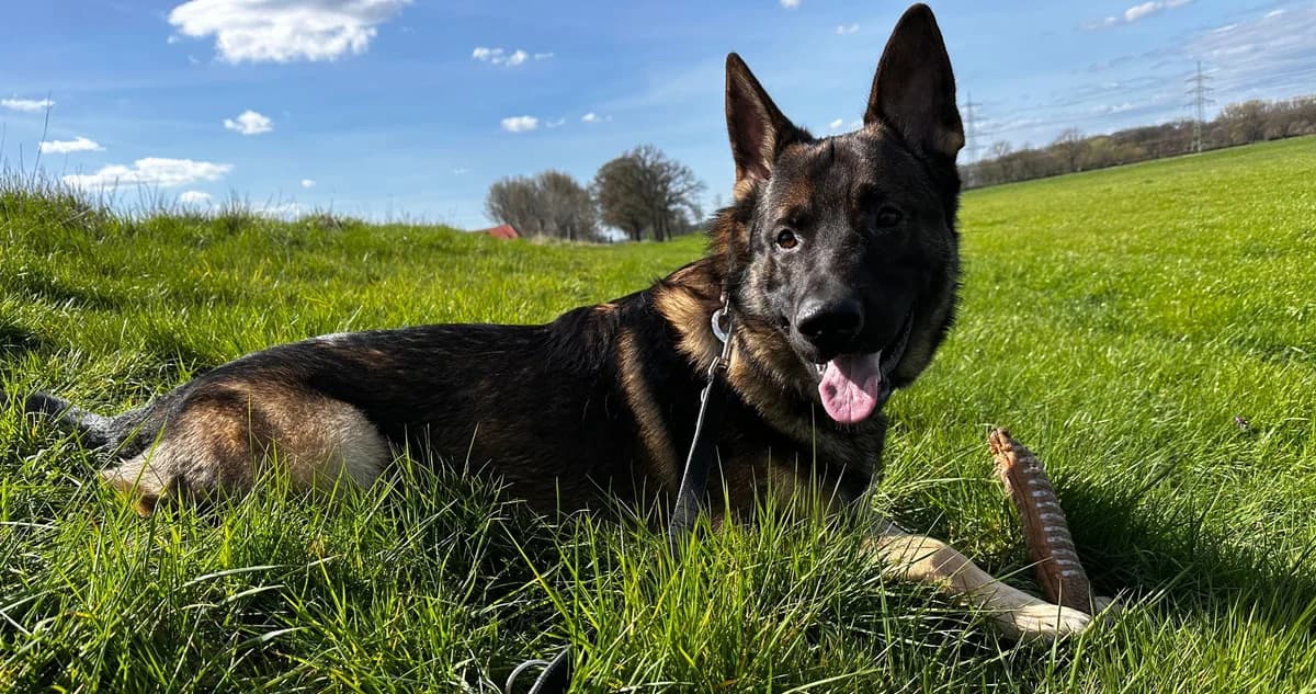 Diesel, male German Shepherd for adoption at Tierheim Wesel, Wesel