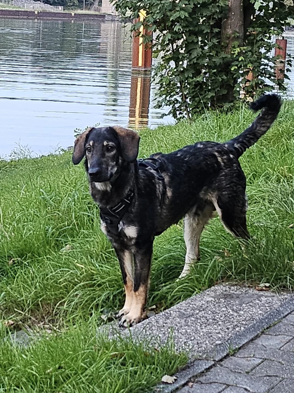 Franz, male puppy Mixed Breed for adoption at Tierheim Wesel, Wesel