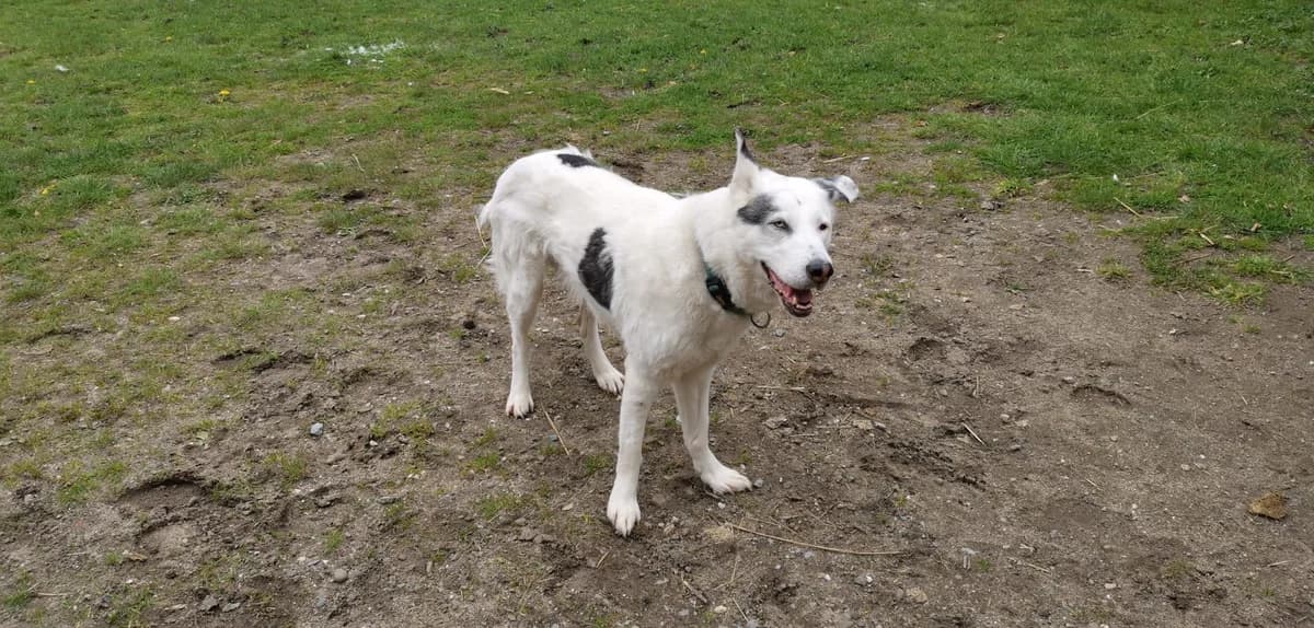 Petri, male Husky for adoption at Tierheim Wesel, Wesel