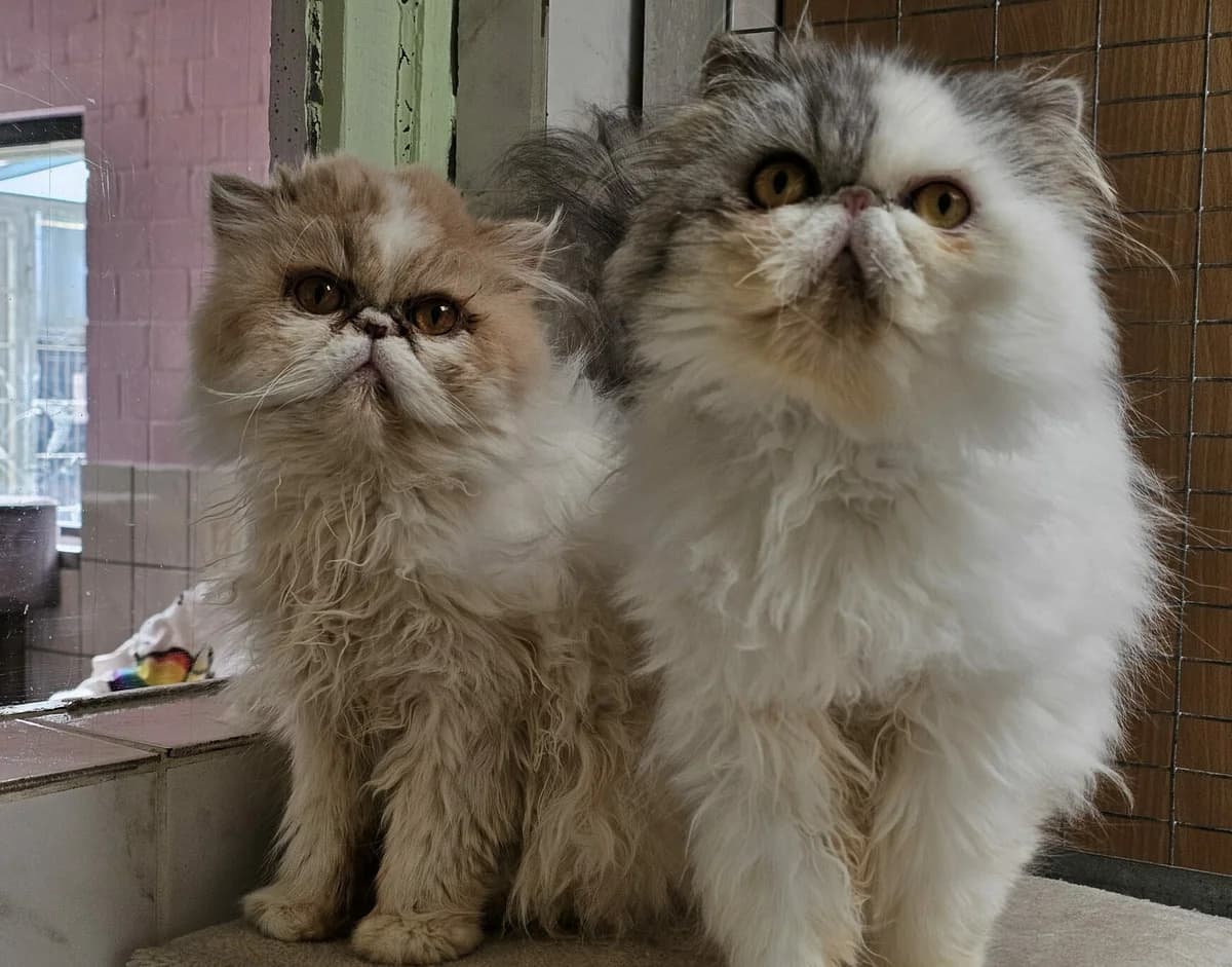 Gina + Benny, male Persian for adoption at Tierheim Wesel, Wesel