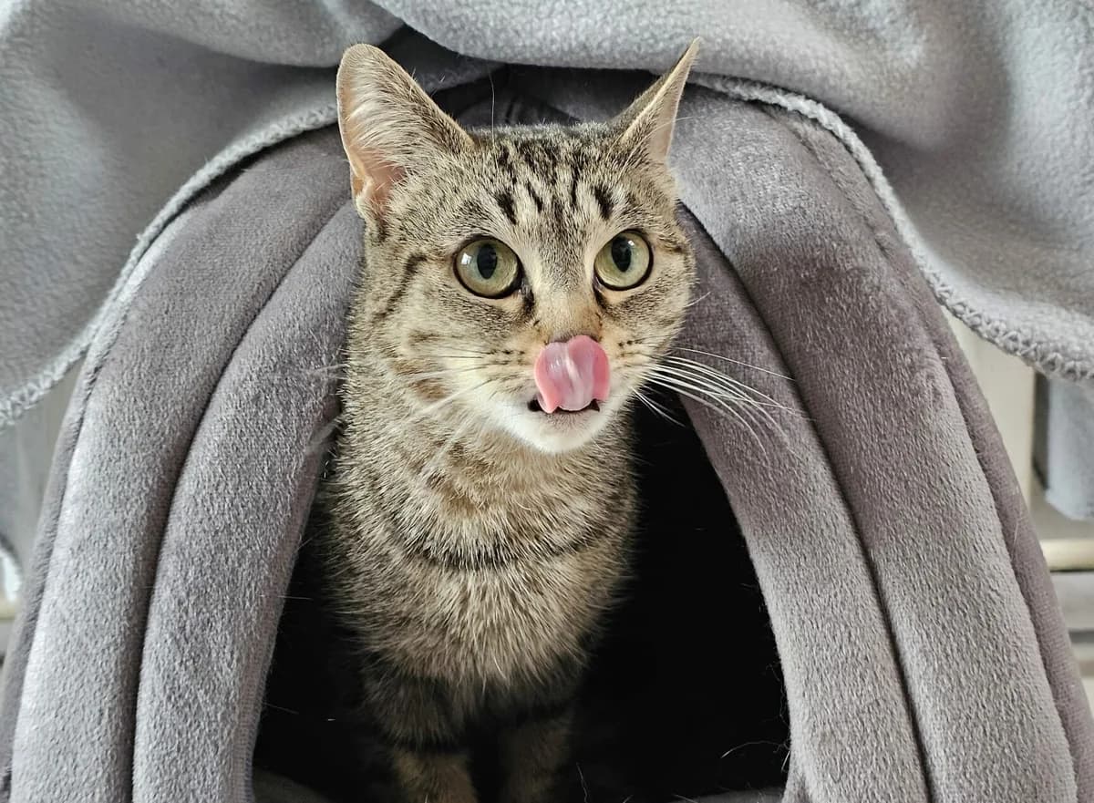 Hermine, female European Shorthair for adoption at Tierheim Wesel, Wesel