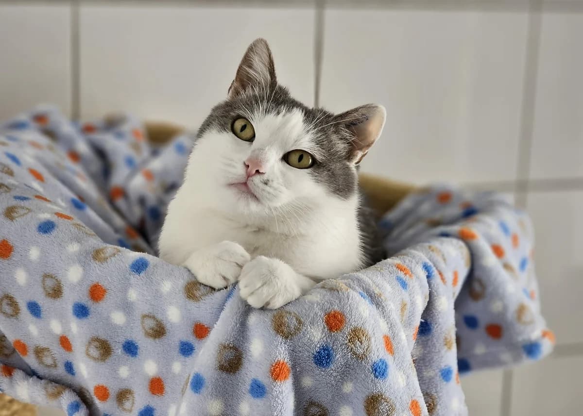 Dr. Fendrich, female European Shorthair for adoption at Tierheim Wesel, Wesel