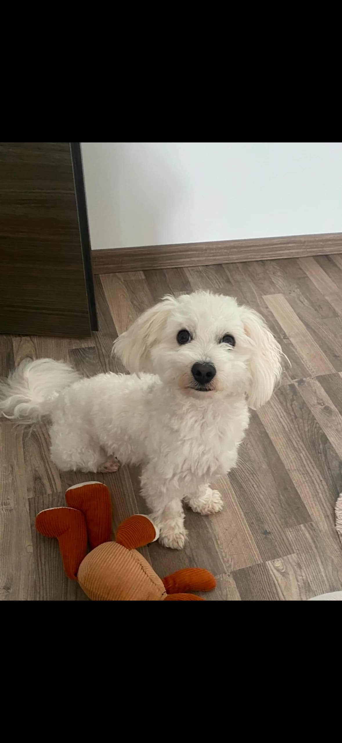 Alvin,  young Mixed Breed for adoption at Tierheim Wesel, Wesel