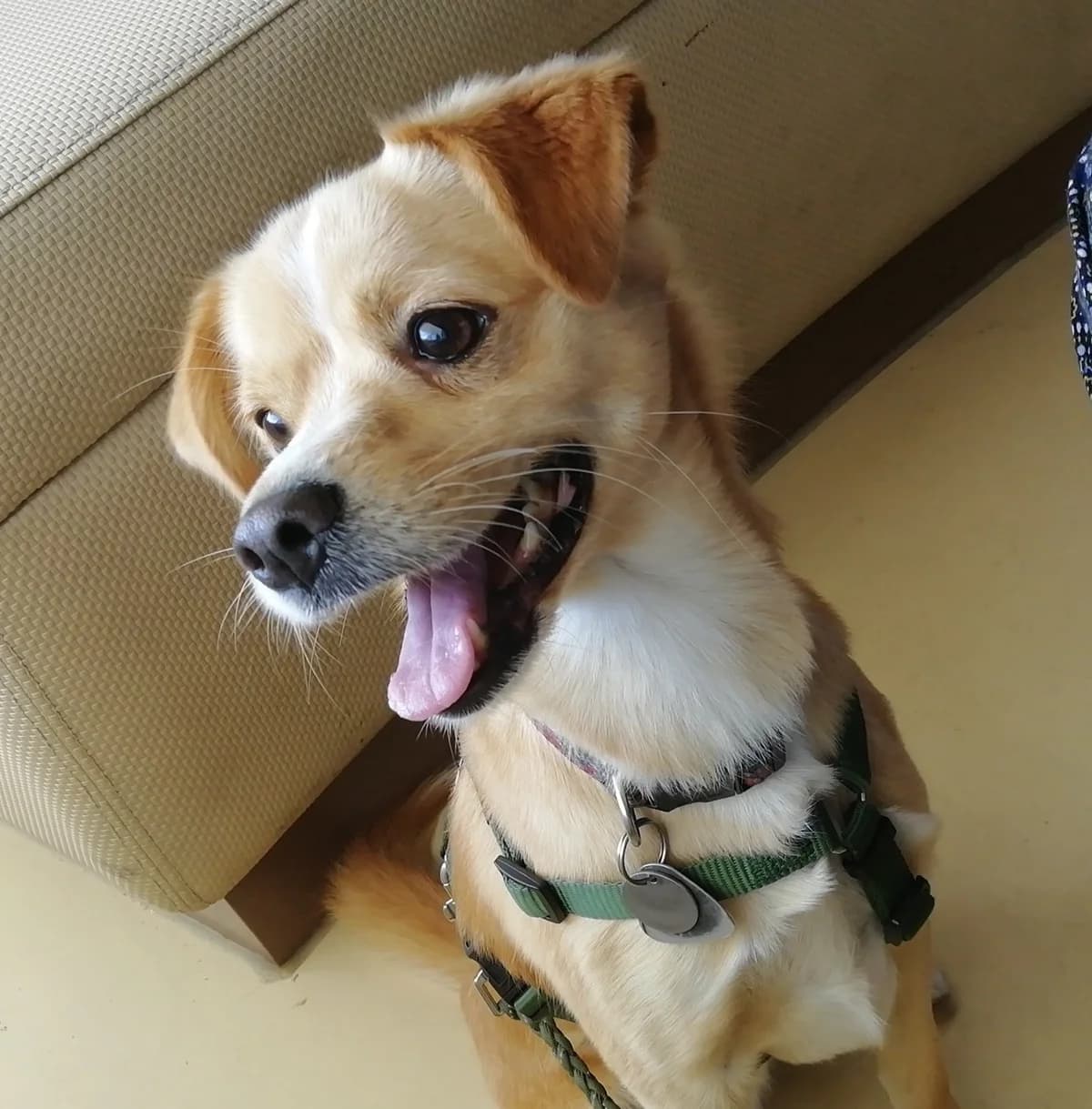 Kurti, male 4yo Mixed Breed for adoption at Tierheim Wesel, Wesel