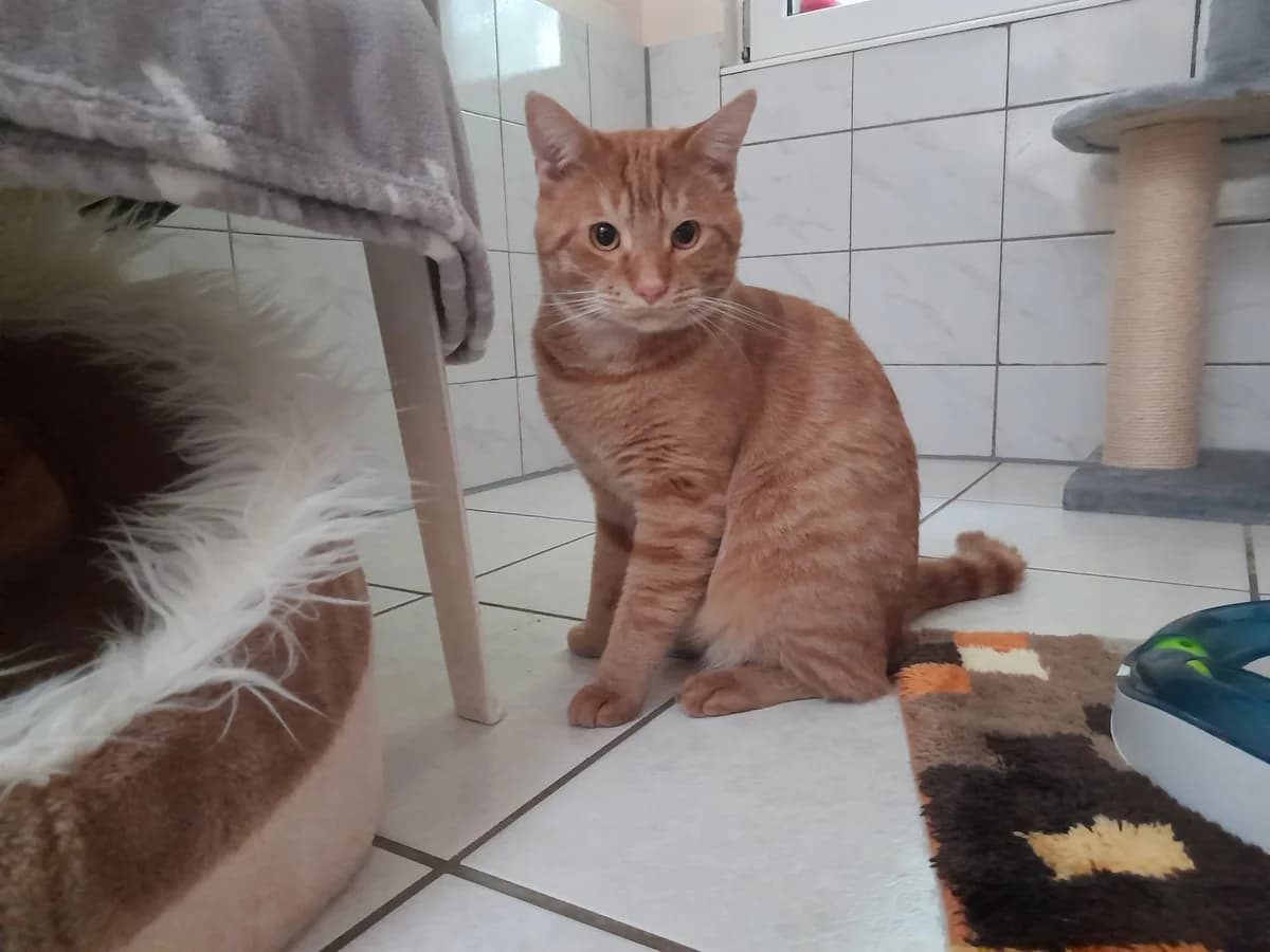 Nemik, male European Shorthair for adoption at Tierheim Wesel, Wesel