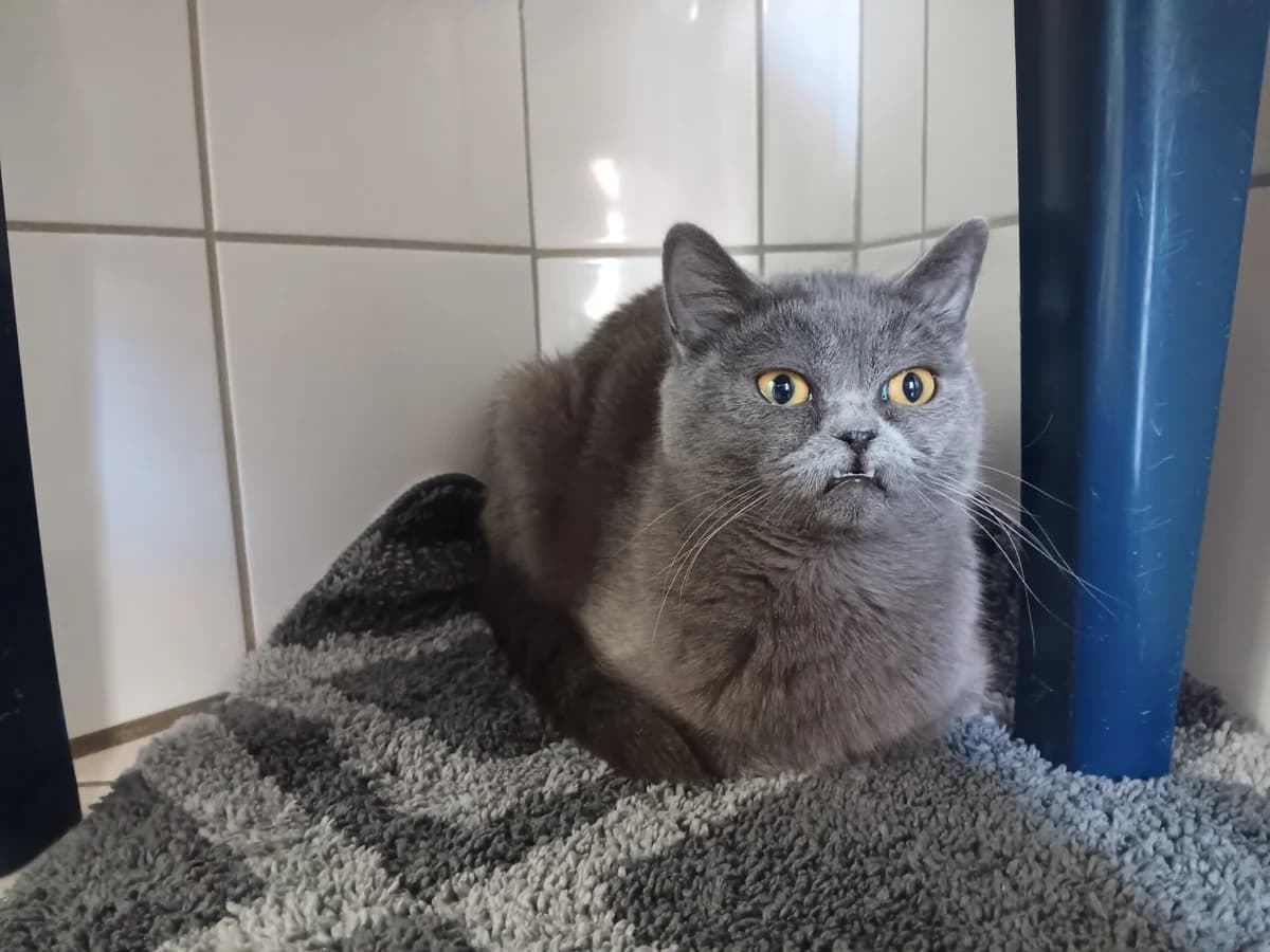 Smokey, female young British Shorthair for adoption at Tierheim Wesel, Wesel