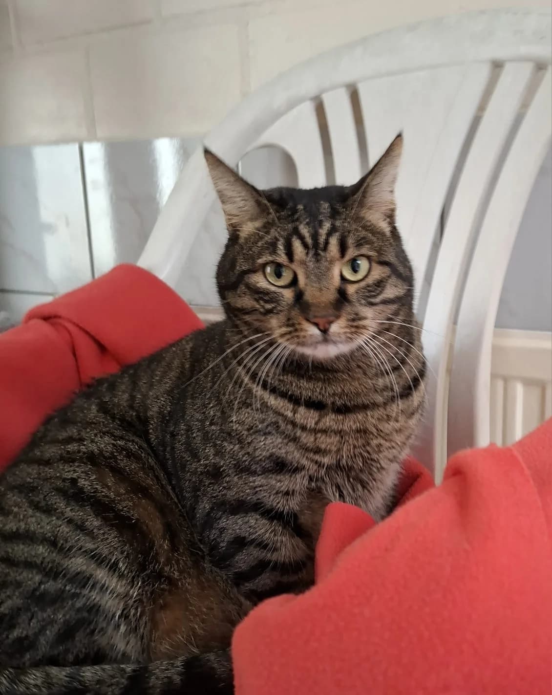 Emilio, male 6yo European Shorthair for adoption at Tierheim Wesel, Wesel
