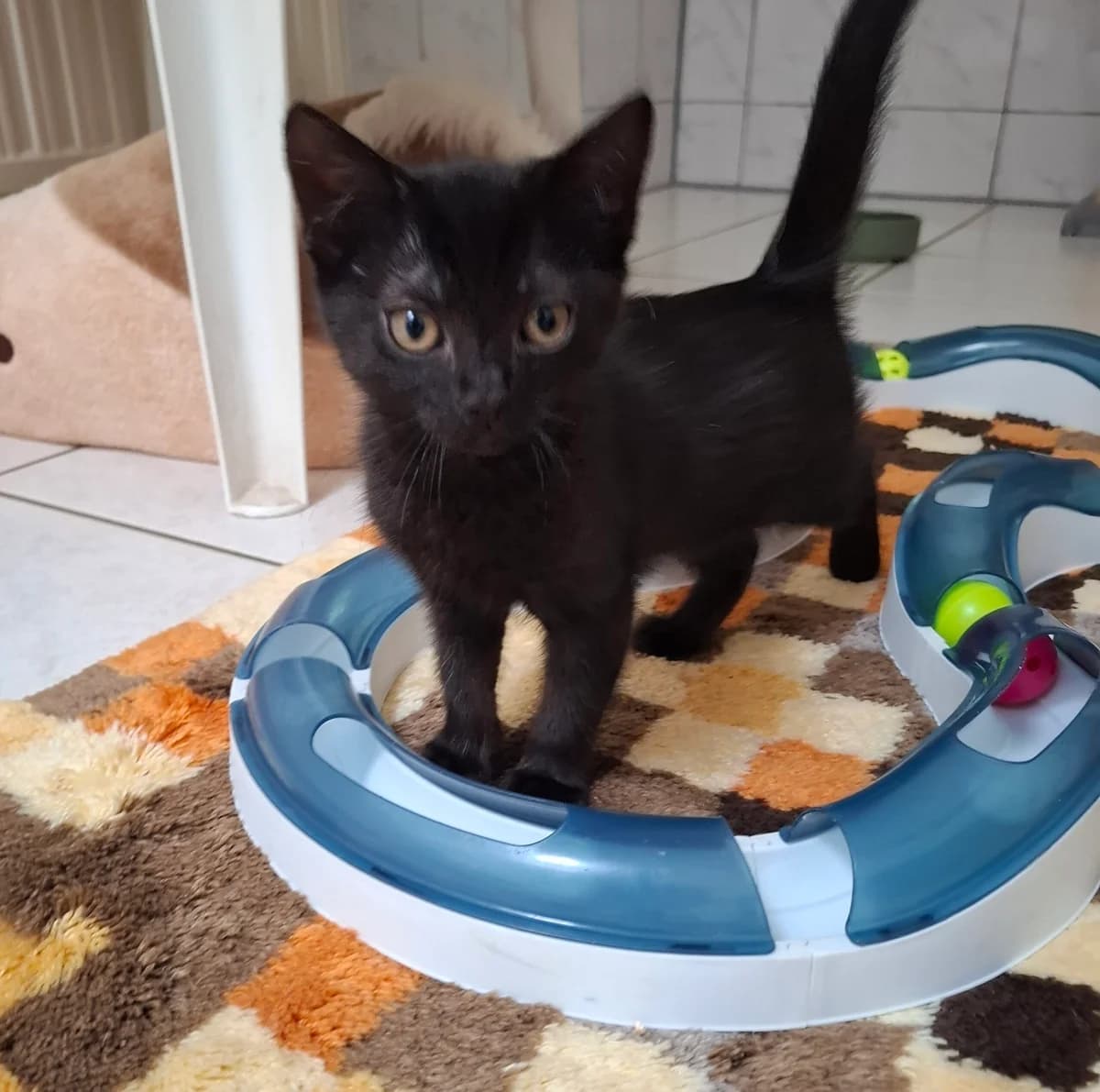 Elfie, puppy European Shorthair for adoption at Tierheim Wesel, Wesel