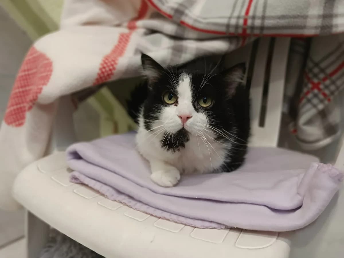 Arno, male European Shorthair for adoption at Tierheim Wesel, Wesel