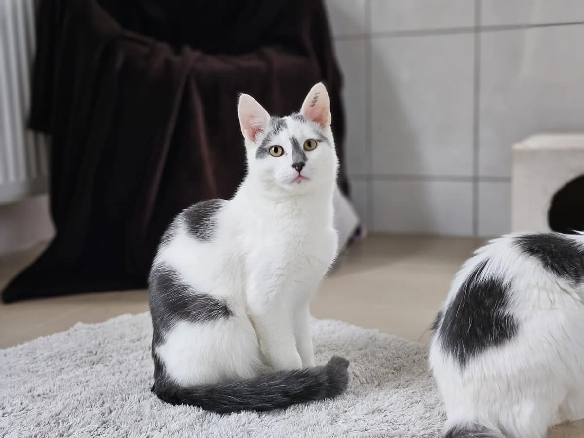Alexander, male European Shorthair for adoption at Tierheim Wesel, Wesel