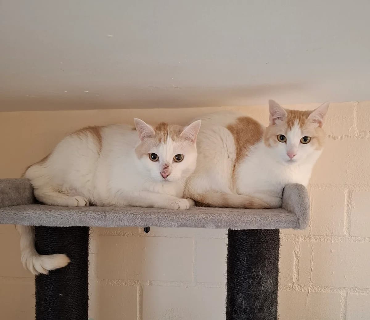 Peanut und Muffin, male 3yo European Shorthair for adoption at Tierheim Wesel, Wesel