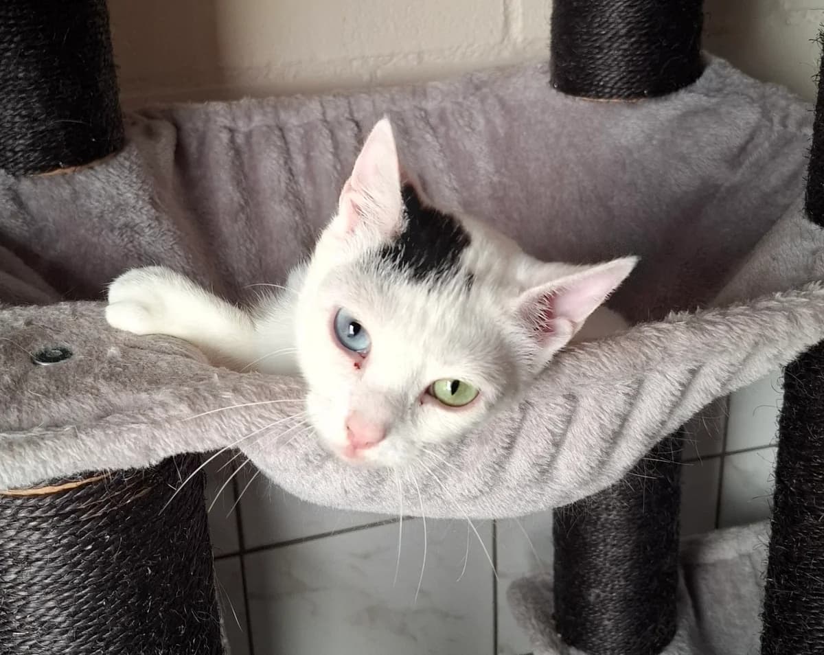 Bella, female European Shorthair for adoption at Tierheim Wesel, Wesel