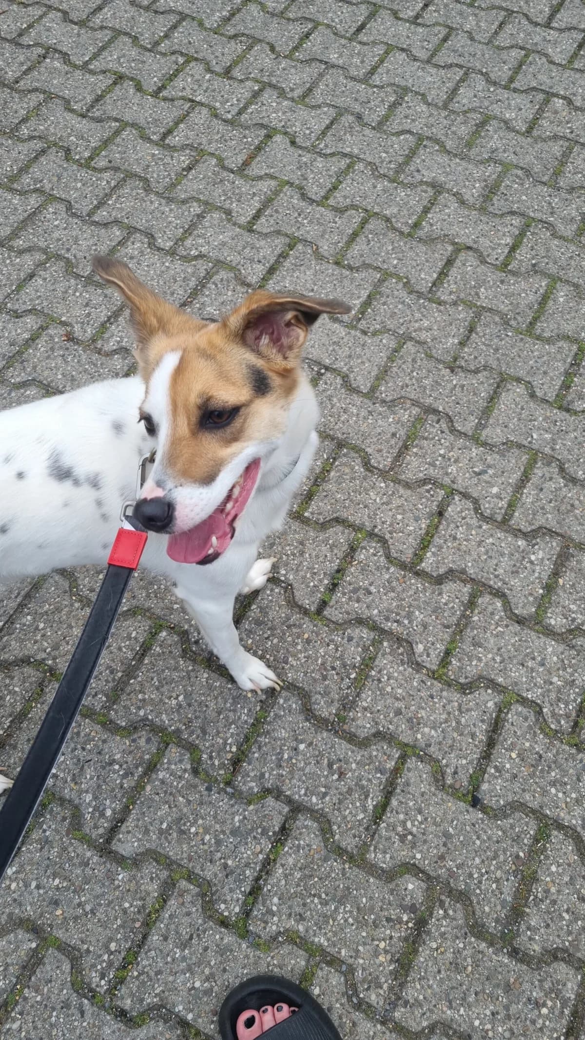 Hannah, female 4yo Jack Russell Terrier for adoption at Tierheim Wesel, Wesel