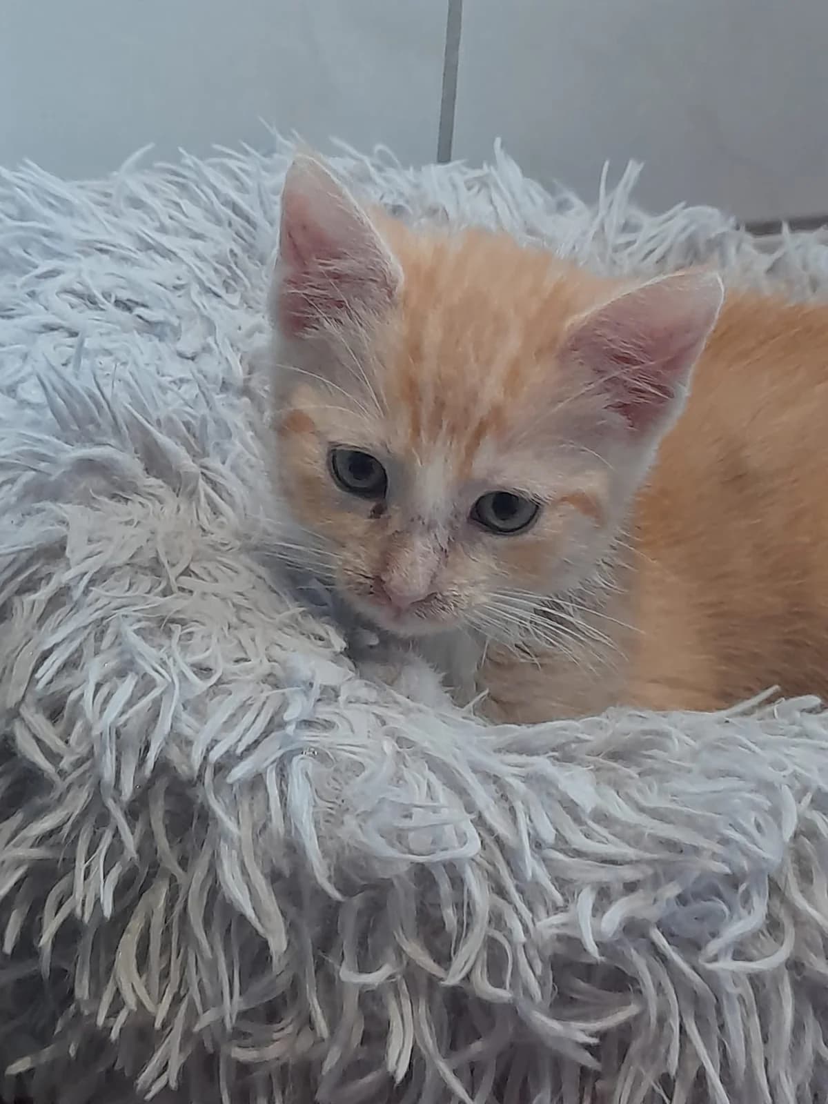Honey, male European Shorthair for adoption at Tierheim Wesel, Wesel