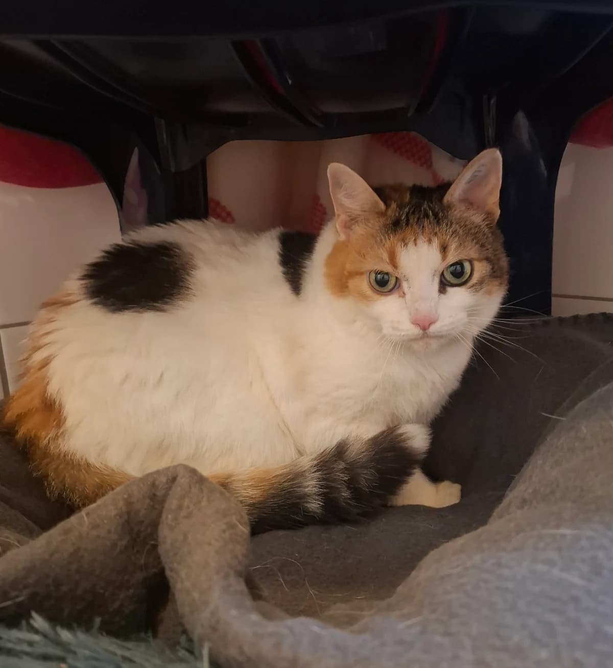Arya, female European Shorthair for adoption at Tierheim Wesel, Wesel
