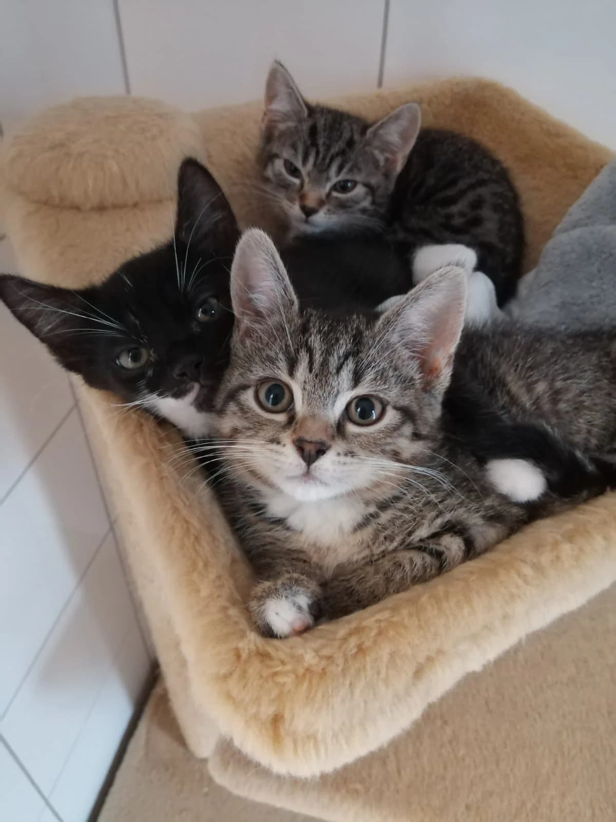 Bonita, Bibi, Britta, Brian, male puppy European Shorthair for adoption at Tierheim Wesel, Wesel