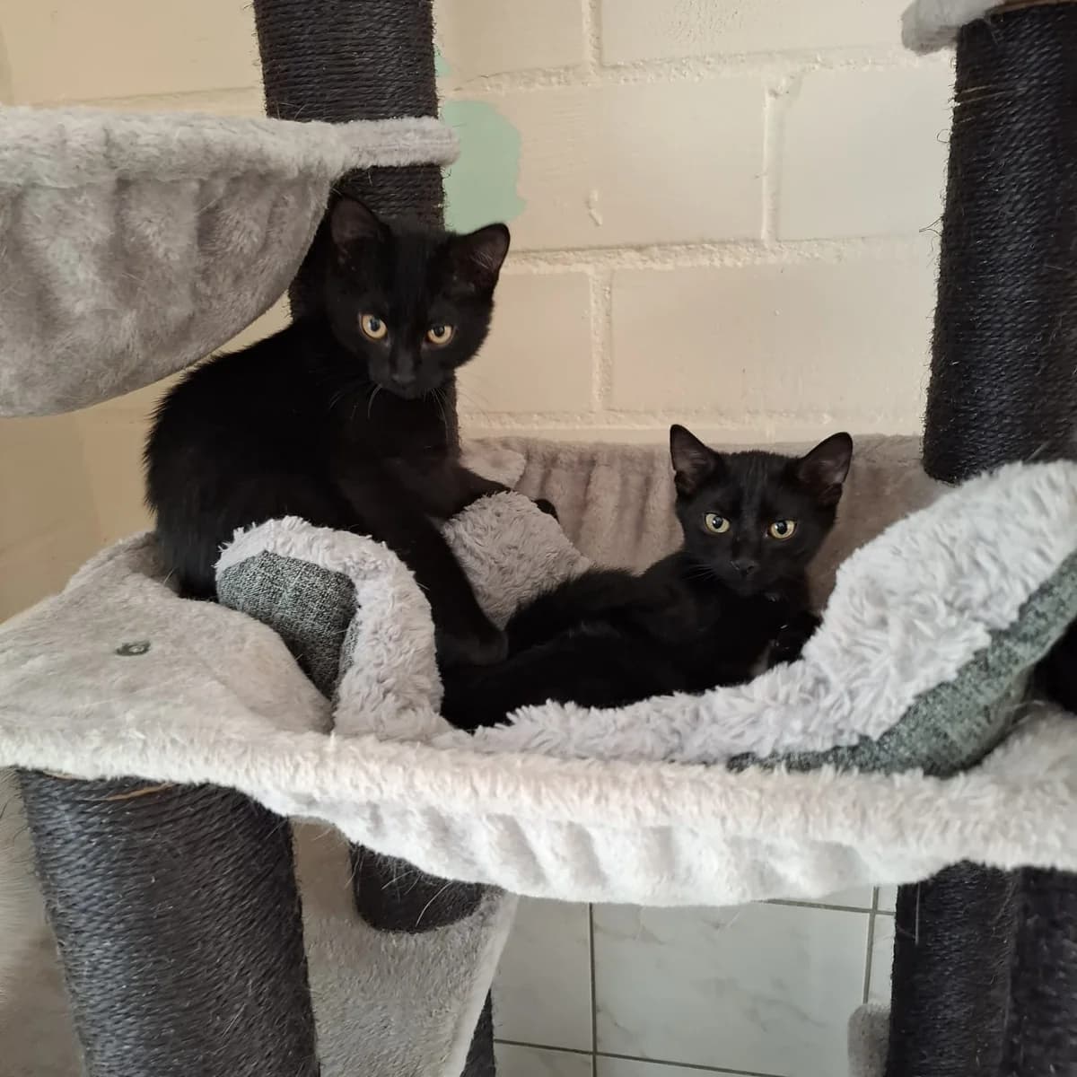 Kilan und Kelly, male puppy European Shorthair for adoption at Tierheim Wesel, Wesel