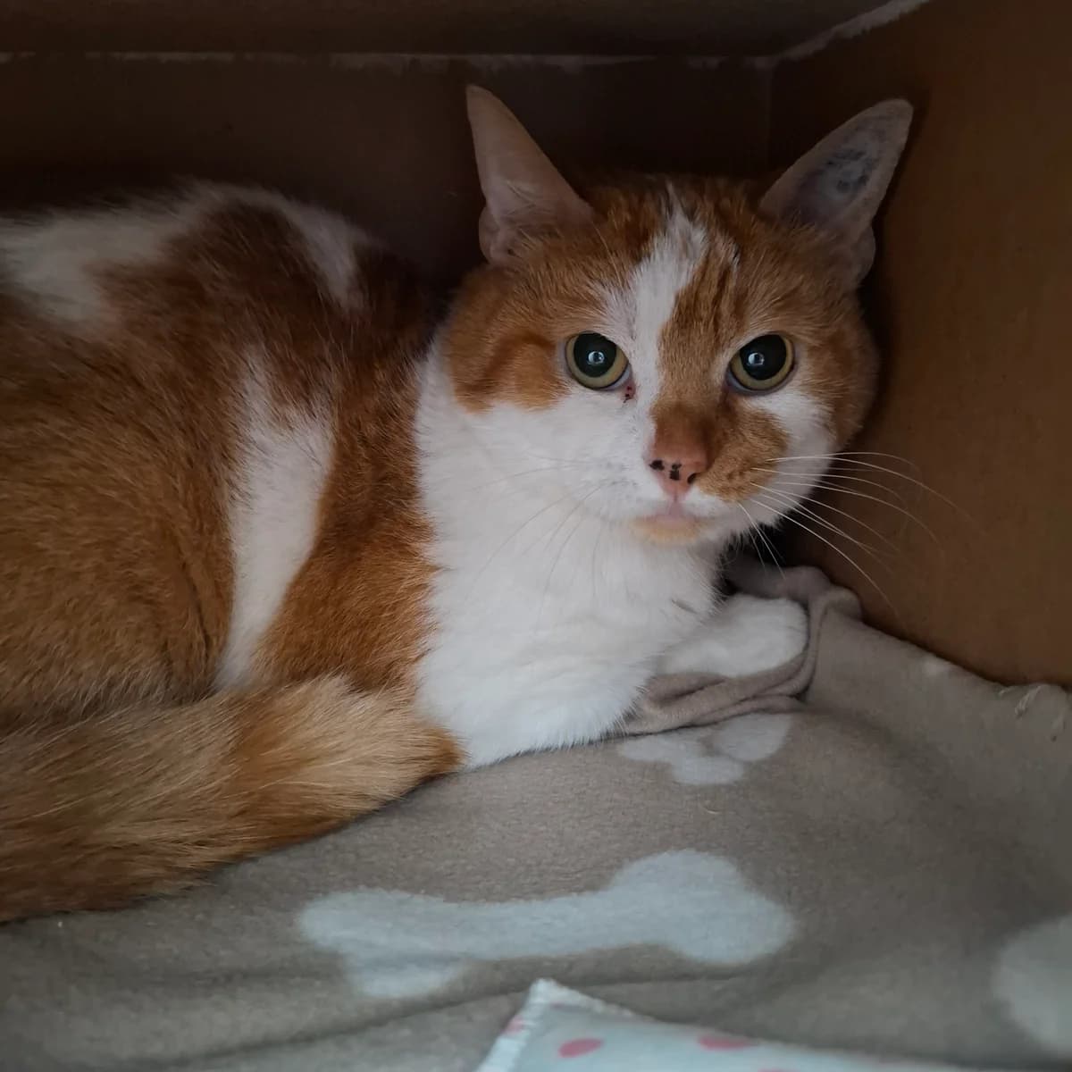 James, male European Shorthair for adoption at Tierheim Wesel, Wesel