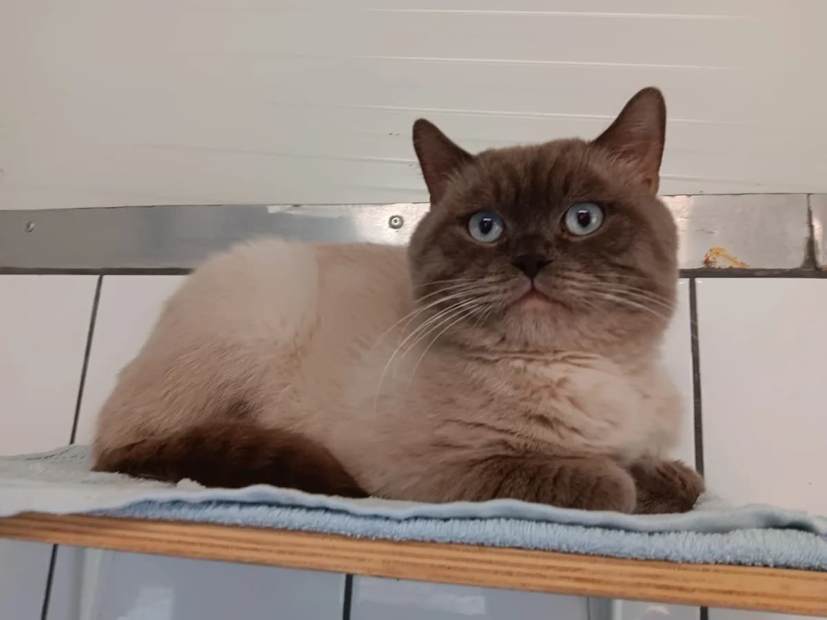 Boone, male British Shorthair for adoption at Tierheim Wesel, Wesel