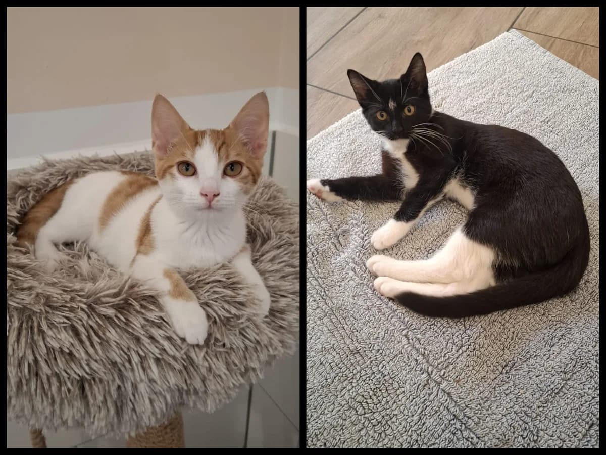Nancy und Lee, rot male puppy European Shorthair for adoption at Tierheim Wesel, Wesel