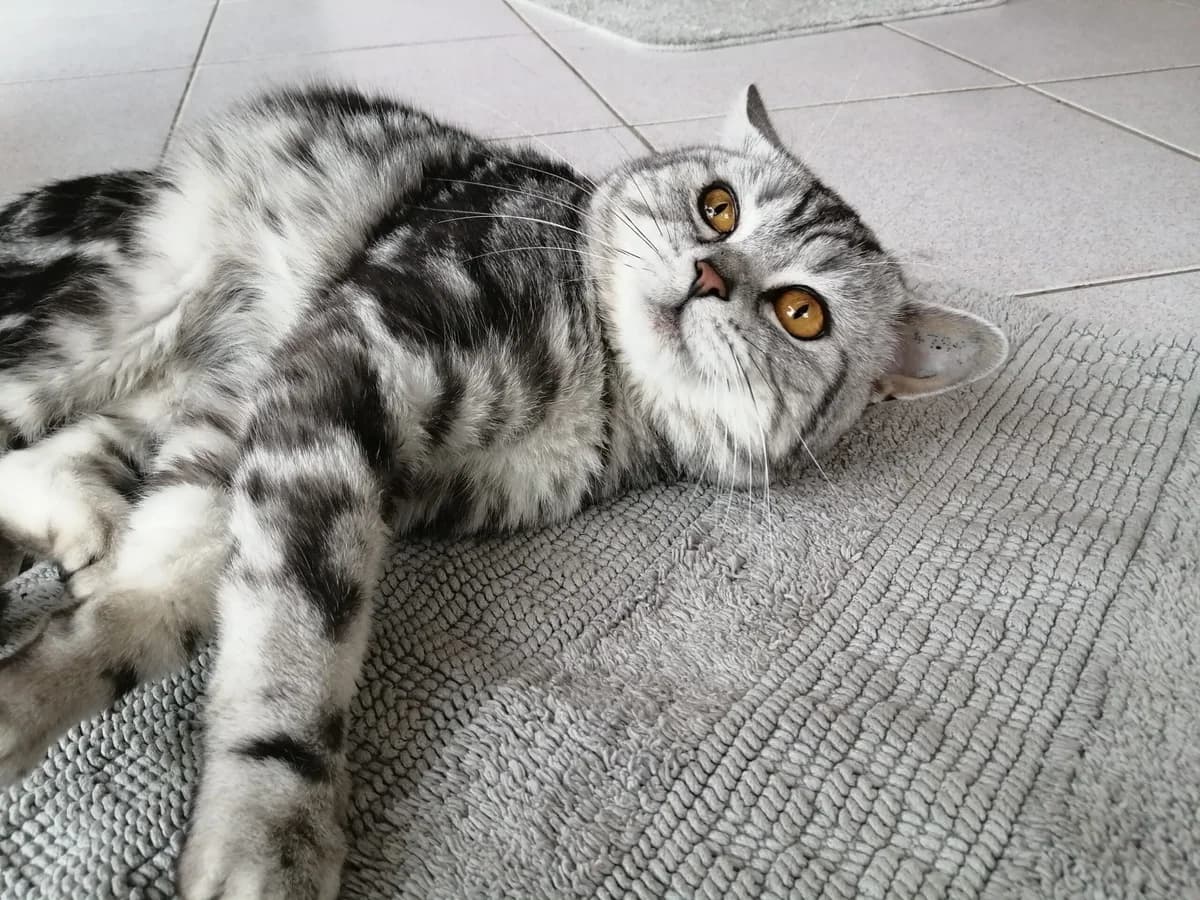 Pascha, male British Shorthair for adoption at Tierheim Wesel, Wesel
