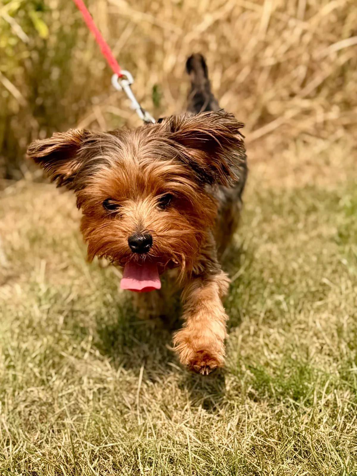 Bambi, male young Yorkshire Terrier for adoption at Tierheim Wesel, Wesel