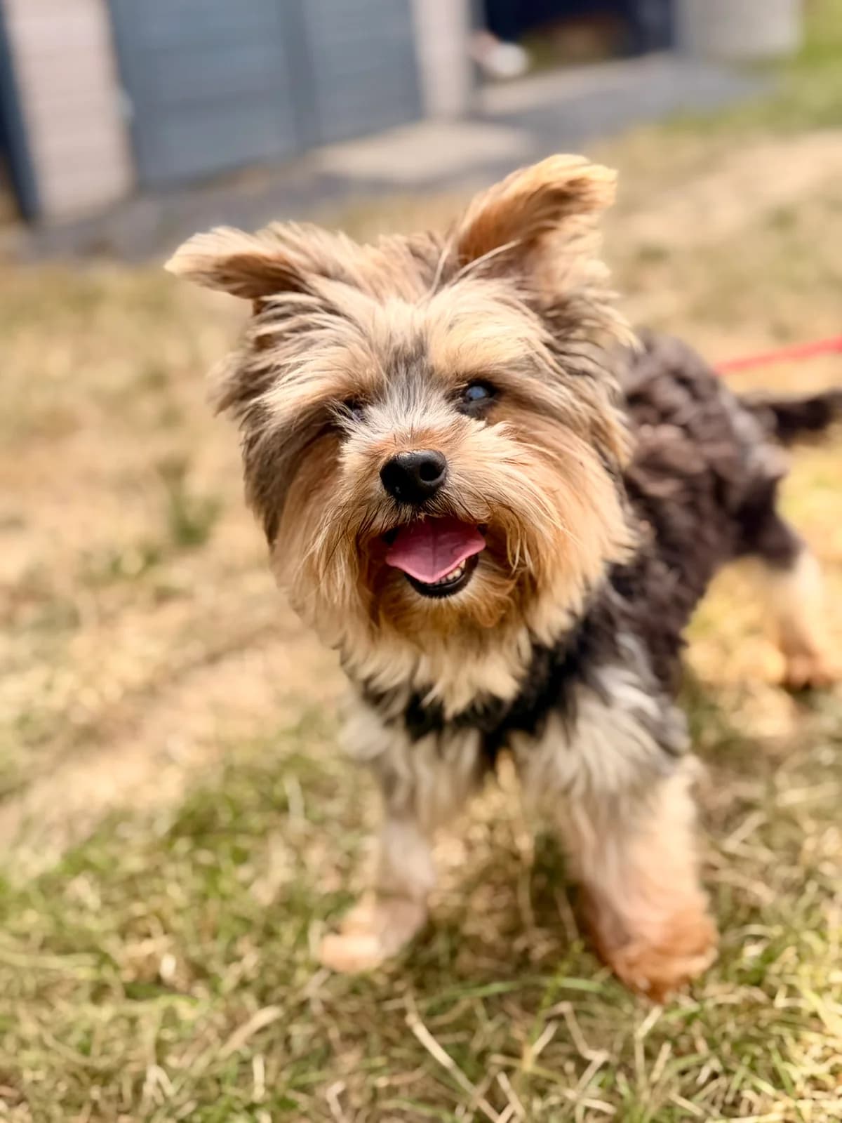 Teddy, male 4yo Yorkshire Terrier for adoption at Tierheim Wesel, Wesel
