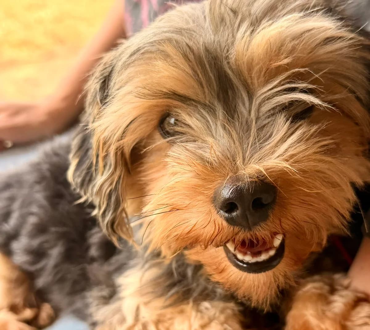 Maggy, female 3yo Yorkshire Terrier for adoption at Tierheim Wesel, Wesel