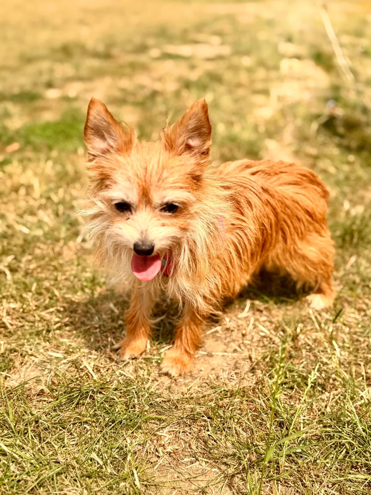 Smiley & Susan, female senior mixed breed for adoption at Tierheim Wesel, Wesel