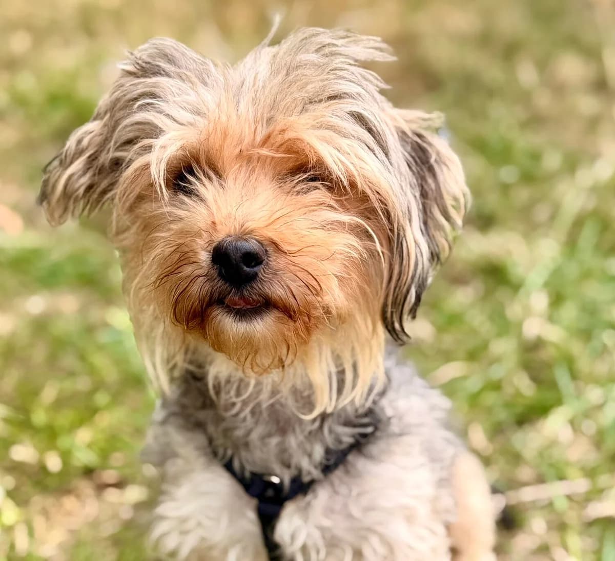 Margarete, female 4yo Yorkshire Terrier for adoption at Tierheim Wesel, Wesel
