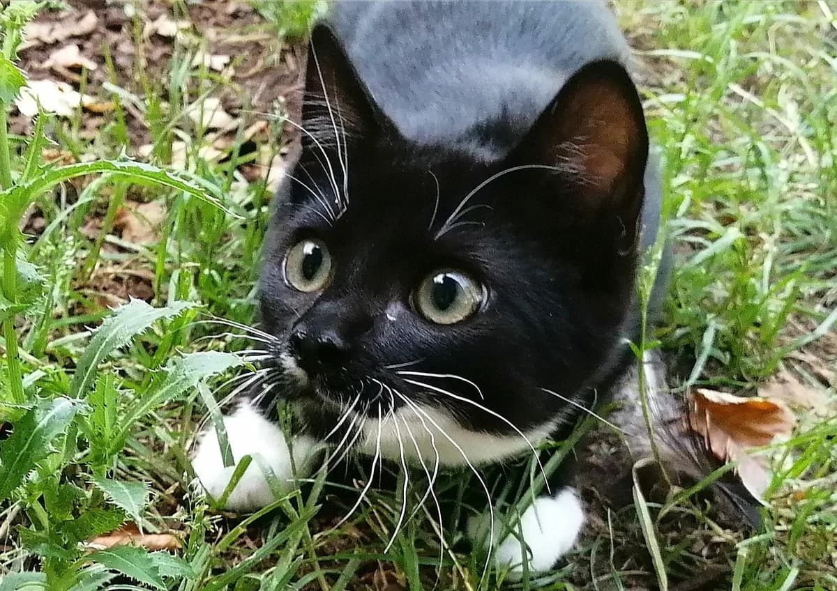 Günther, male European Shorthair for adoption at Tierheim Wesel, Wesel