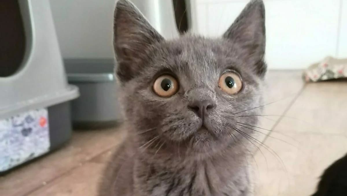 Bruna, Bert, Bill & Bob, male puppy European Shorthair for adoption at Tierheim Wesel, Wesel