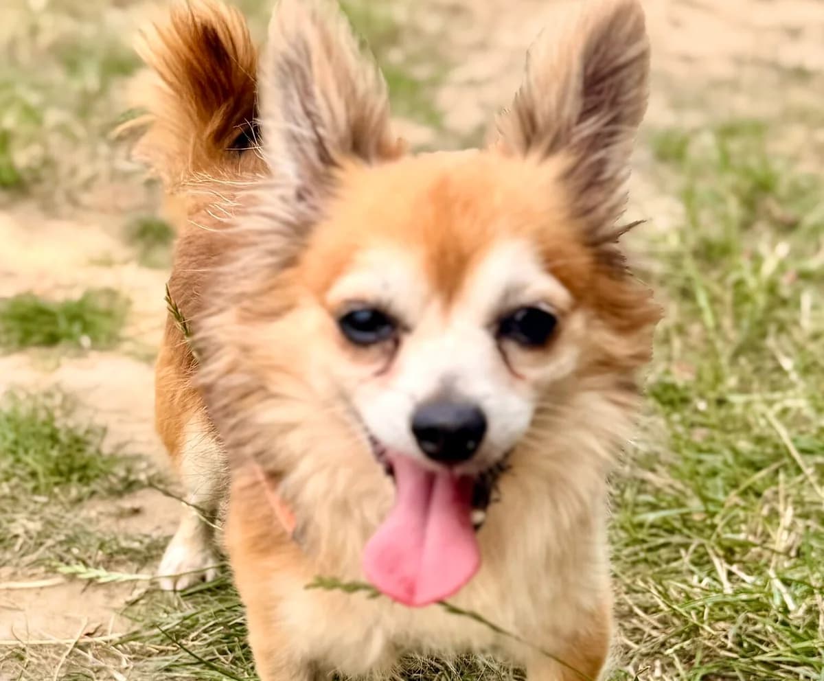 Gigi, male senior Chihuahua for adoption at Tierheim Wesel, Wesel