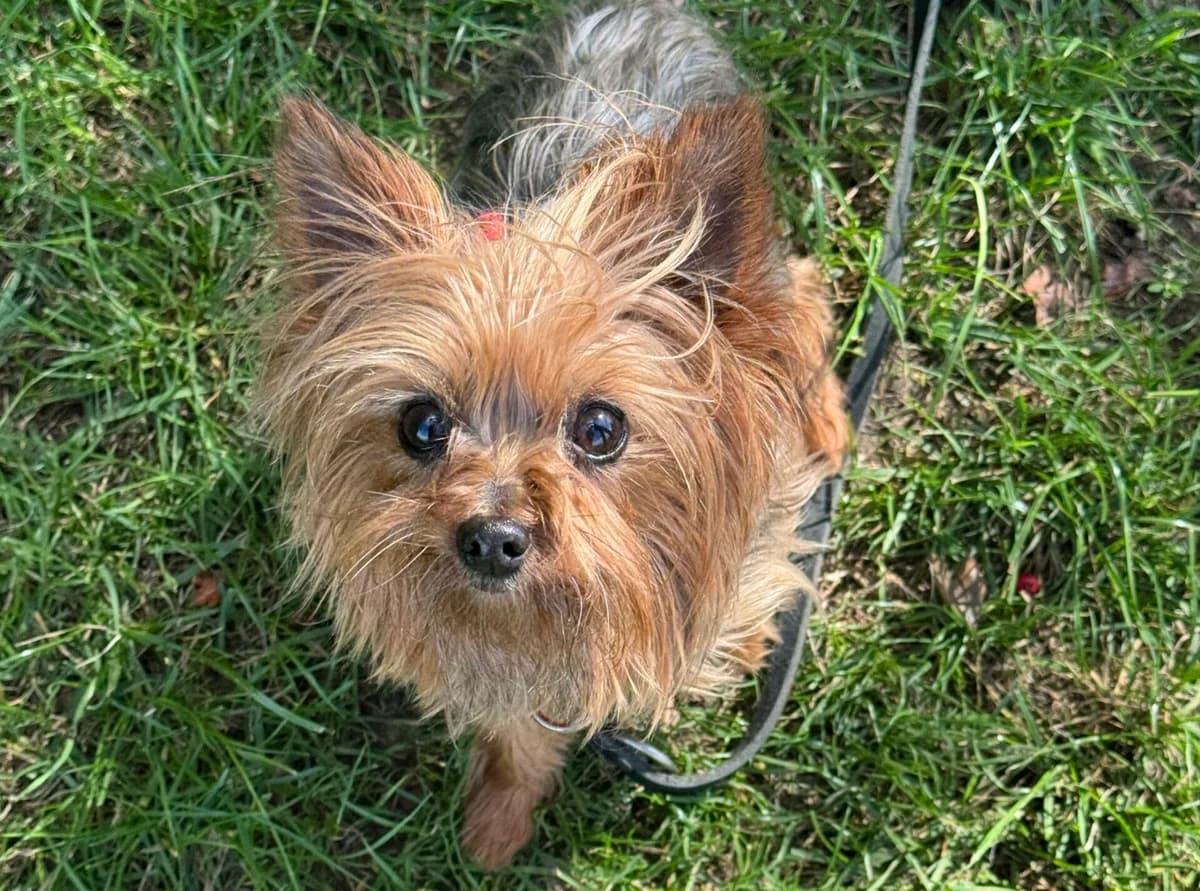 Oma Hanni, female senior Yorkshire Terrier for adoption at Tierheim Wesel, Wesel