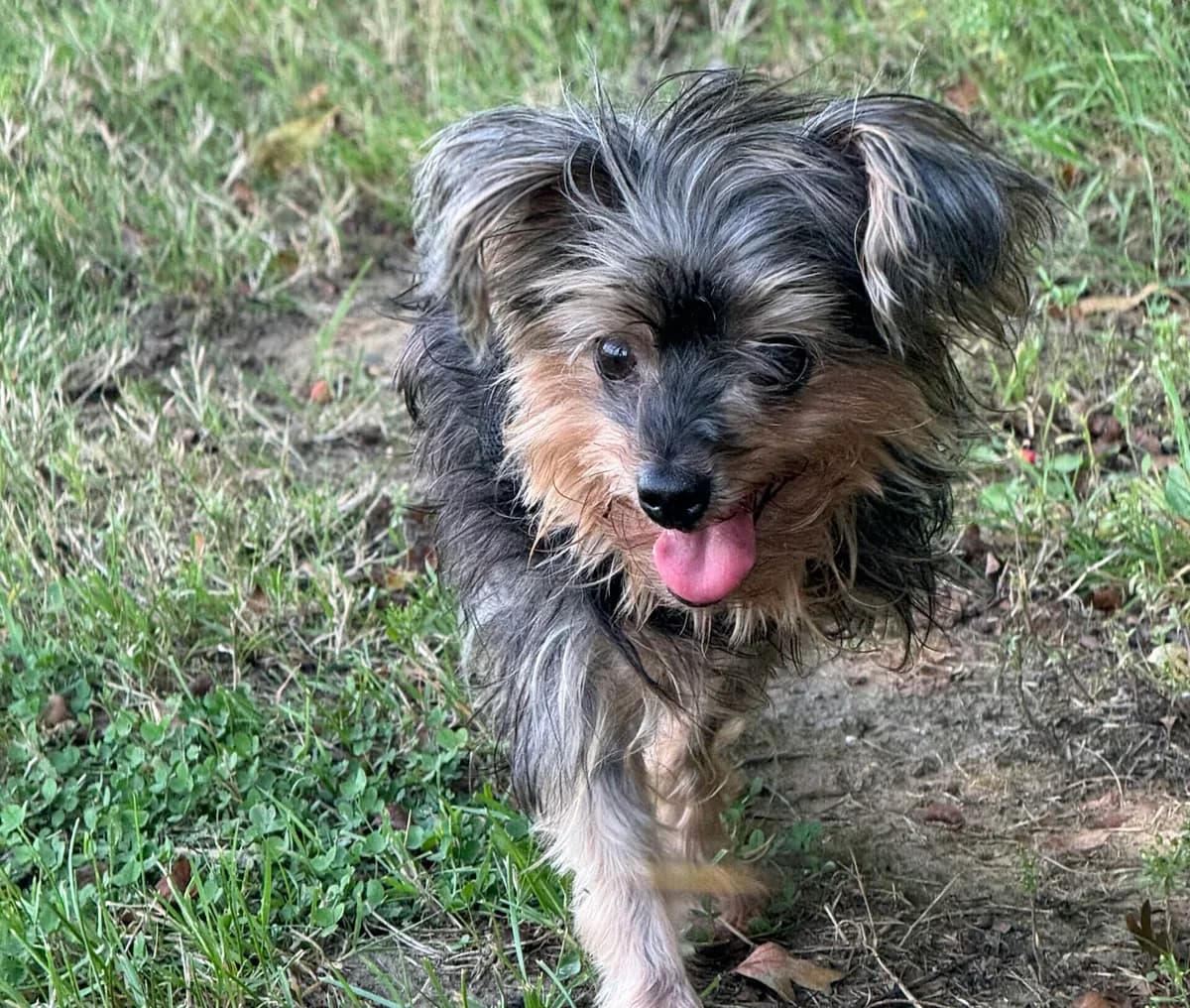 Lilly, female senior Yorkshire Terrier for adoption at Tierheim Wesel, Wesel