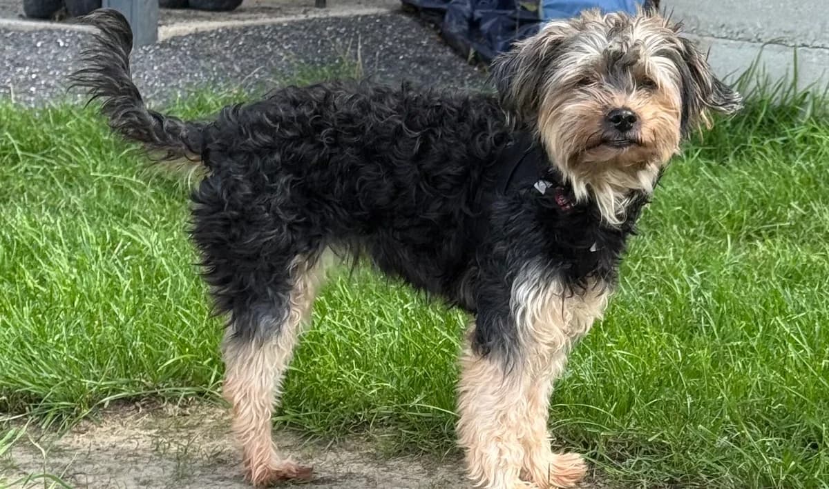 Lucy, female 5yo Yorkshire Terrier for adoption at Tierheim Wesel, Wesel