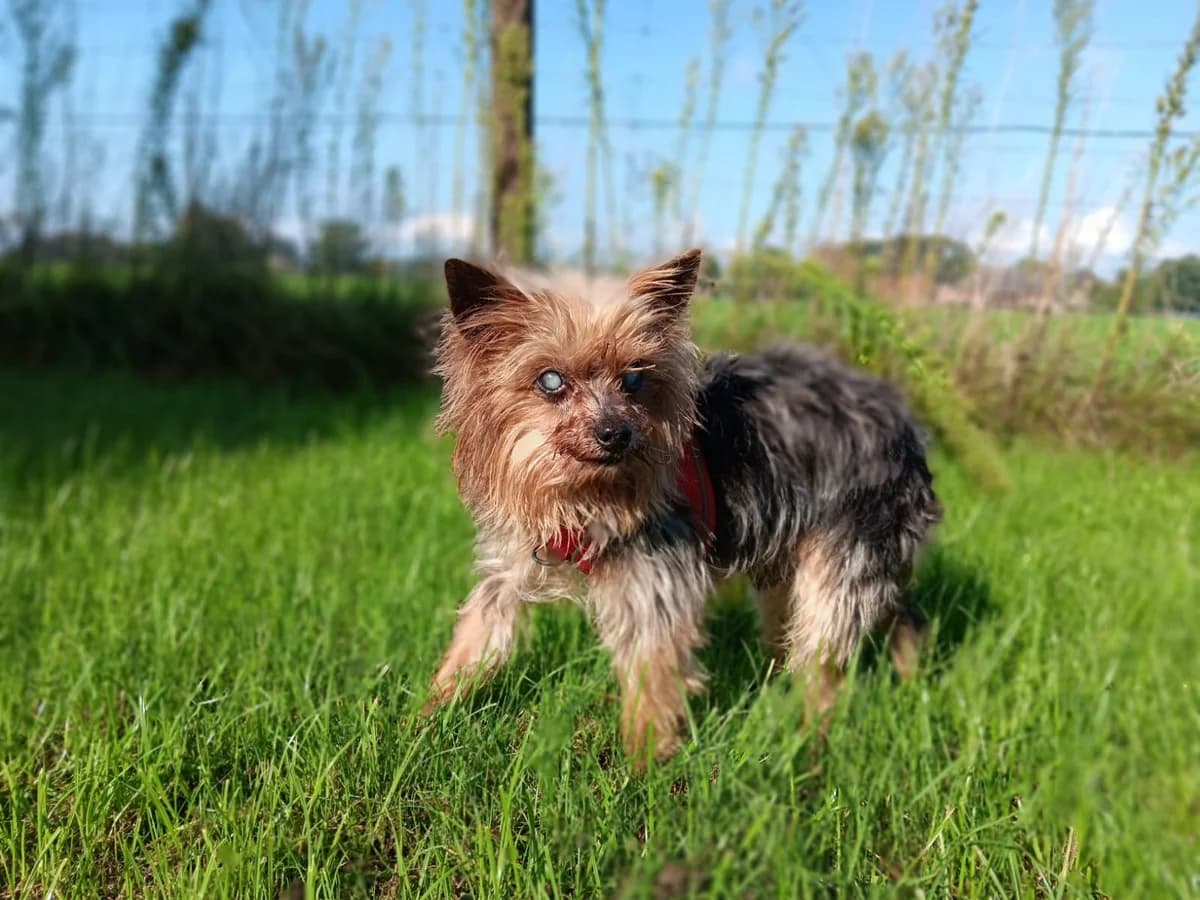 Opa Jorge, male senior Yorkshire Terrier for adoption at Tierheim Wesel, Wesel