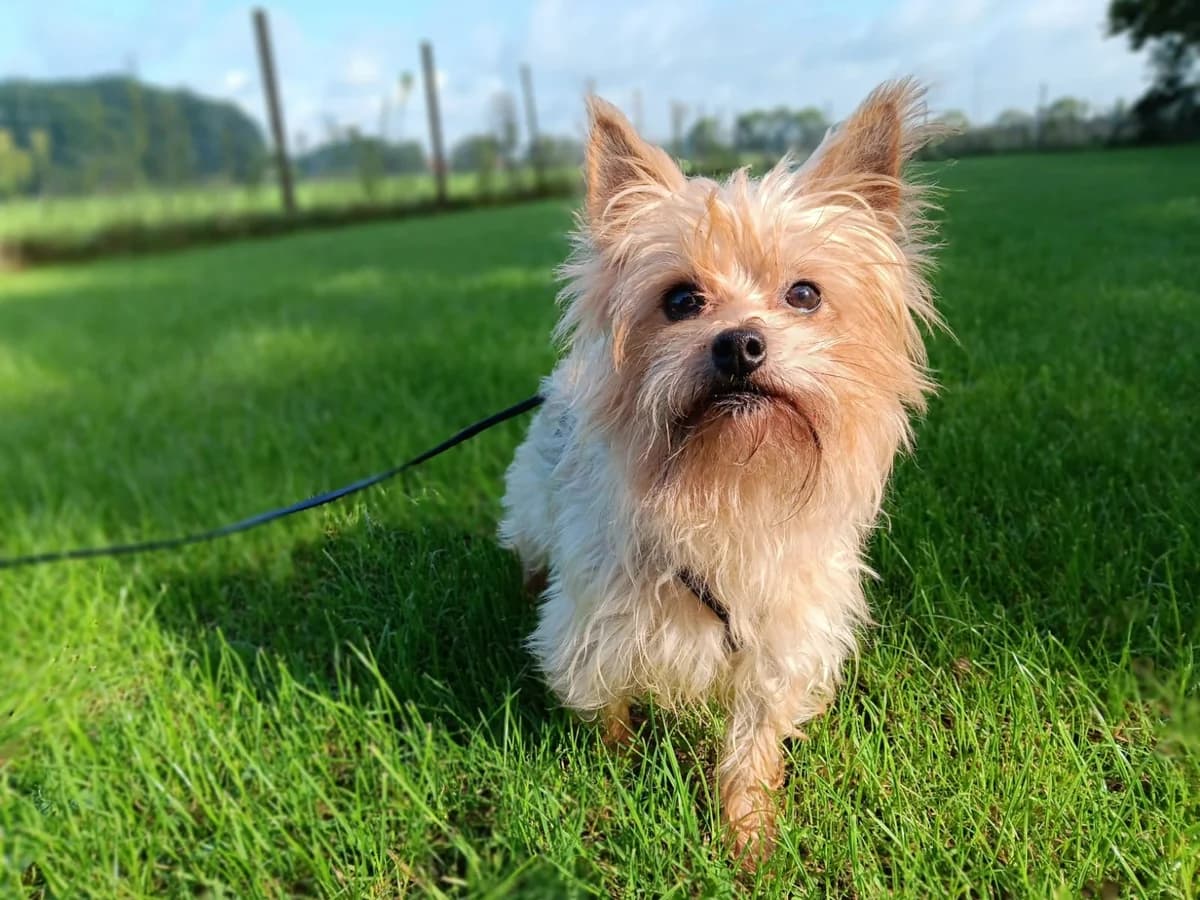 Ecki, male 4yo mixed breed for adoption at Tierheim Wesel, Wesel