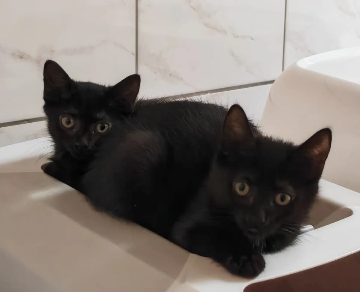 Valerie & Valentina, female puppy European Shorthair for adoption at Tierheim Wesel, Wesel