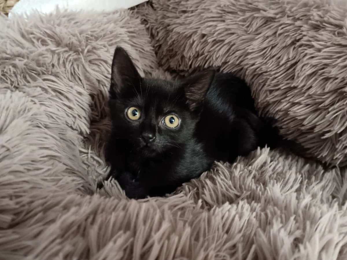 Sina, female European Shorthair for adoption at Tierheim Wesel, Wesel