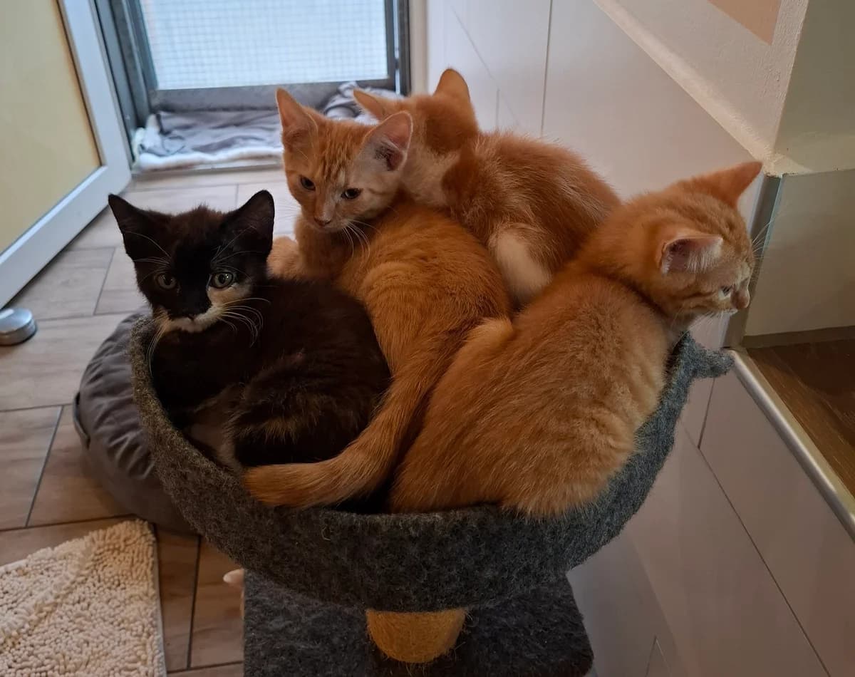 Hailey, Hana, Belina, Boris, male puppy European Shorthair for adoption at Tierheim Wesel, Wesel