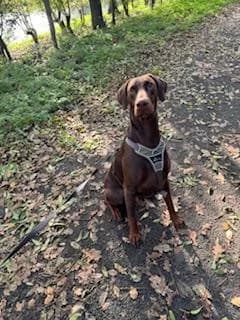 Preston, male Doberman for adoption at Tierheim Wesel, Wesel