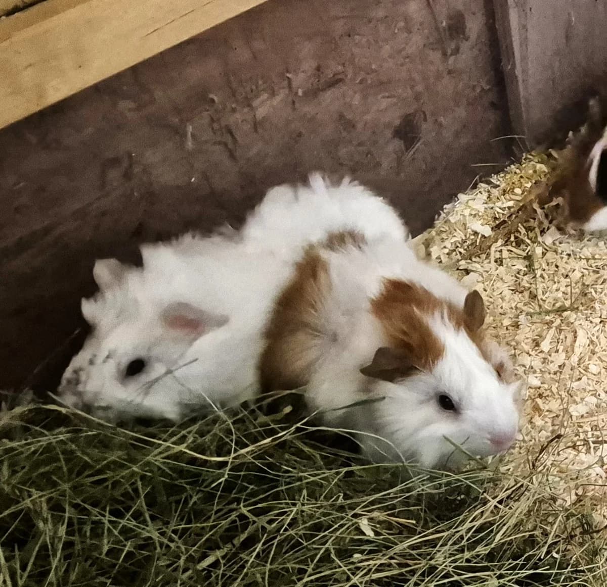 Paulchen und Söhne, Mixed Breed for adoption at Tierheim Wesendahl, Wesendahl
