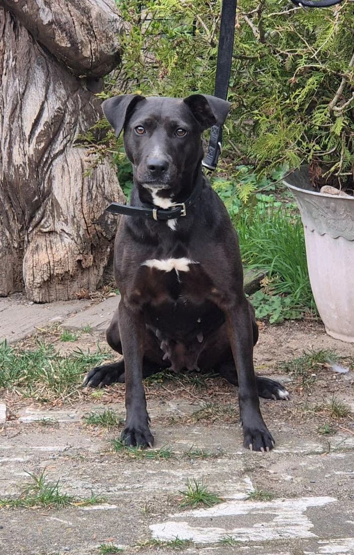 Finn, male senior mixed breed for adoption at Tierheim Wesendahl, Wesendahl