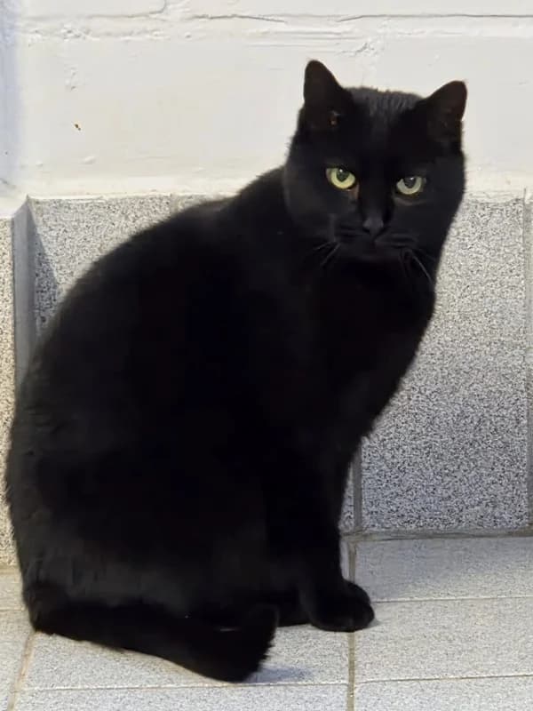 Amanda, schwarz female young European Shorthair for adoption at Tierheim Wetzlar, Wetzlar
