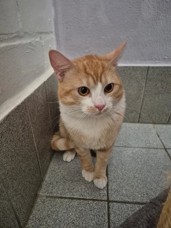 Billy, rot male European Shorthair for adoption at Tierheim Wetzlar, Wetzlar