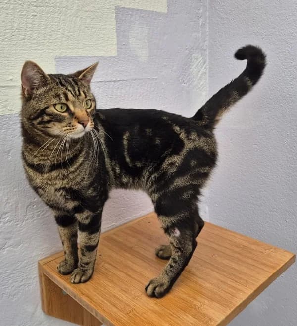 Bucky, braun male European Shorthair for adoption at Tierheim Wetzlar, Wetzlar
