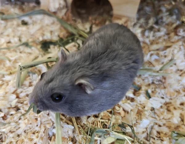 Crumble, grau male Mixed Breed for adoption at Tierheim Wetzlar, Wetzlar