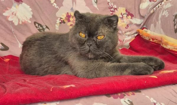 Dusty, blau male Mixed Breed for adoption at Tierheim Wetzlar, Wetzlar